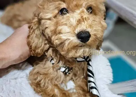 Toy Pudle na prodaju - 2/8