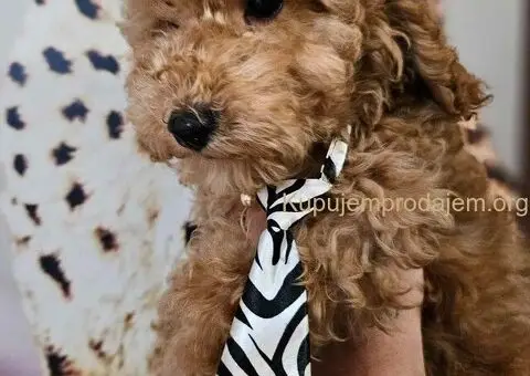 Toy Pudle na prodaju - 3/8
