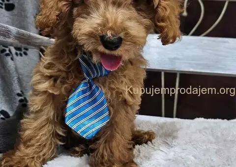 Toy Pudle na prodaju - 4/8