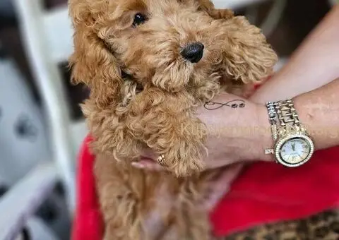 Toy Pudle na prodaju - 5/8