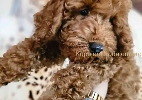 Toy Pudle na prodaju - 6/8