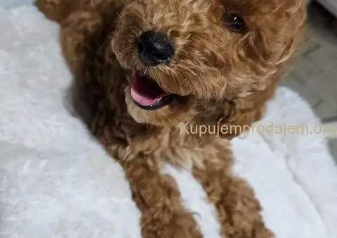 Toy Pudle na prodaju - 7/8