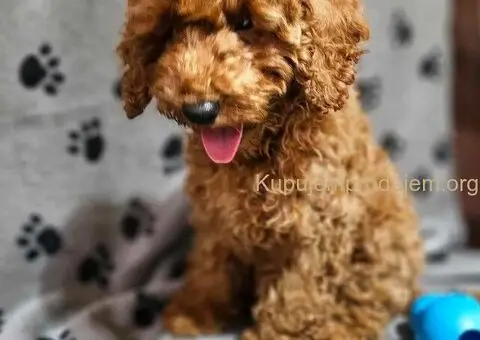 Toy Pudle na prodaju - 8/8