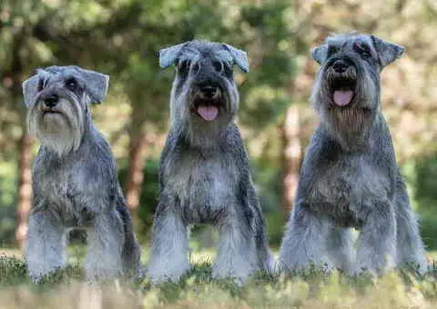 Odgajivacnica PATULJASTIH SNAUCERA  Biber so - 5/6