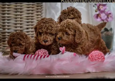 Crvene patuljaste i toy pudle - 1/5