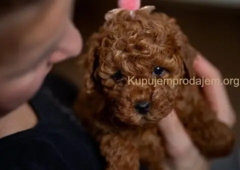 Crvene patuljaste i toy pudle - 2/5