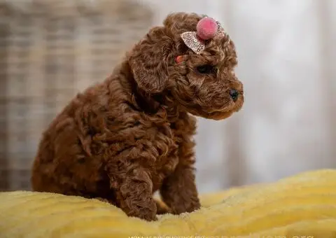 Crvene patuljaste i toy pudle - 3/5