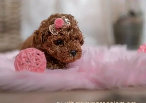 Crvene patuljaste i toy pudle - 4/5