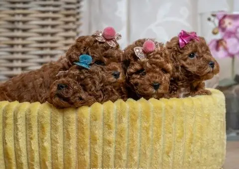 Crvene patuljaste i toy pudle - 5/5