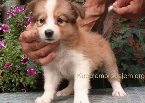 BORDER COLLI-top stenad - 1/5