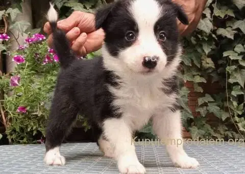 BORDER COLLI-top stenad - 2/5