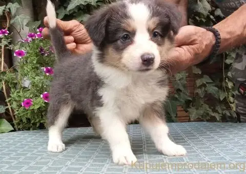 BORDER COLLI-top stenad - 3/5