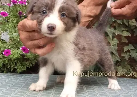 BORDER COLLI-top stenad - 4/5