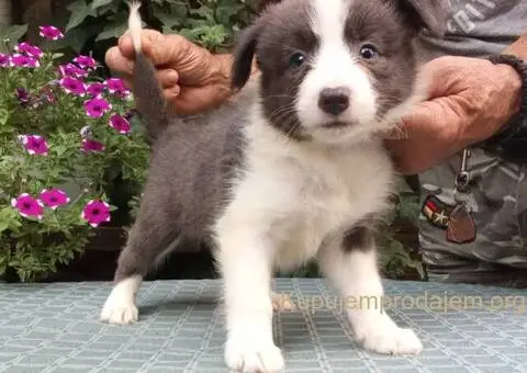 BORDER COLLI-top stenad - 5/5