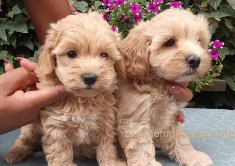 MALTIPOO stenad - 1/5