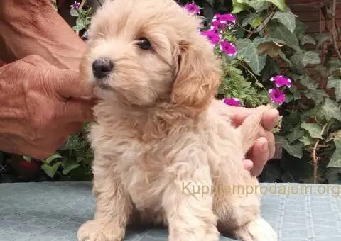 MALTIPOO stenad - 2/5