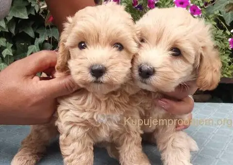 MALTIPOO stenad - 3/5