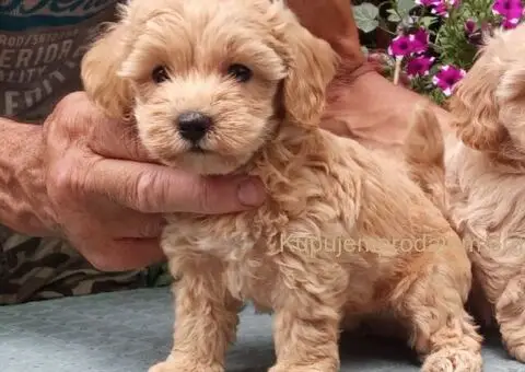 MALTIPOO stenad - 4/5