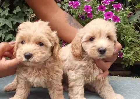 MALTIPOO stenad - 5/5