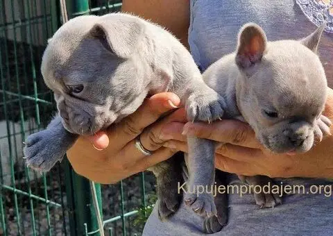 Francuski Buldog Exotic žensko štene - 1/4