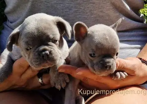 Francuski Buldog Exotic žensko štene - 2/4