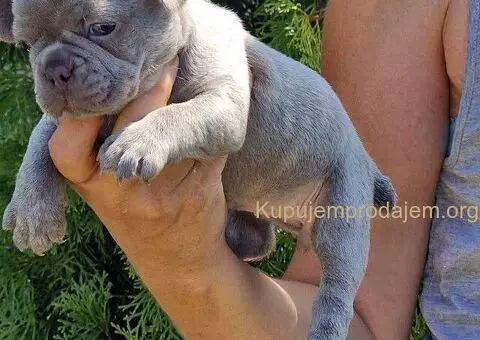Francuski Buldog Exotic žensko štene - 3/4
