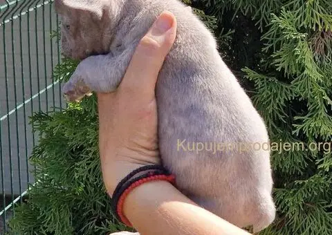 Francuski Buldog Exotic žensko štene - 4/4