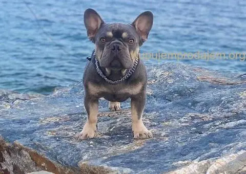 Egzotični francuski buldozi - 1/5