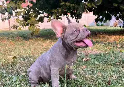 Egzotični francuski buldozi - 2/5