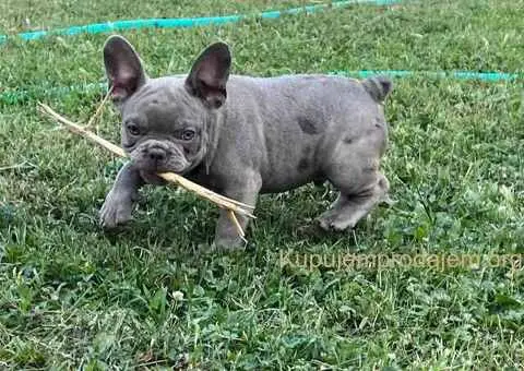 Egzotični francuski buldozi - 3/5
