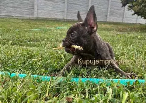 Egzotični francuski buldozi - 4/5