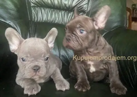 Egzotični francuski buldozi - 5/5