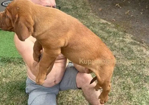 Bordoška Doga štenci - 1/5