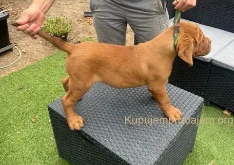 Bordoška Doga štenci - 2/5