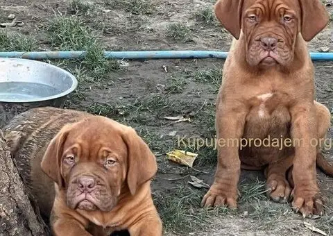 Bordoška Doga štenci - 3/5
