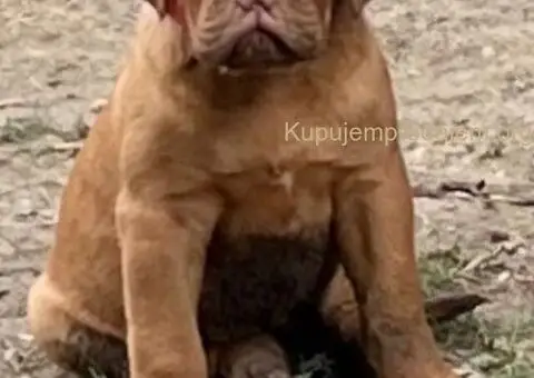 Bordoška Doga štenci - 4/5