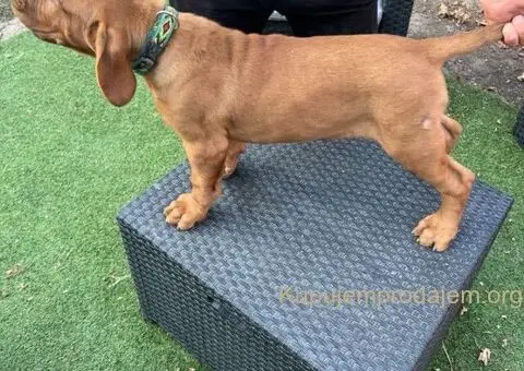 Bordoška Doga štenci - 5/5