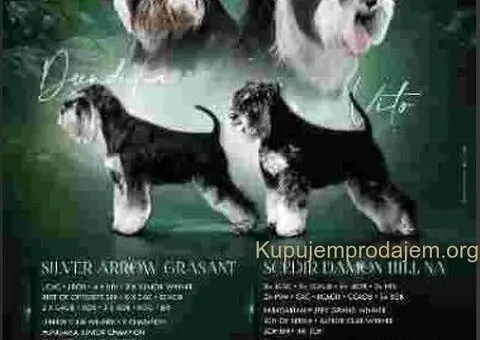 Crno srebrni patuljasti šnauceri