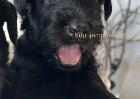 Veliki Crni Snaucer štenci - 1/15