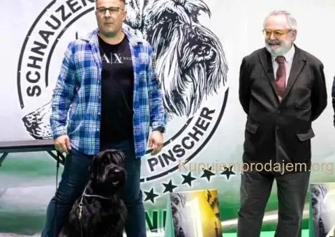 Veliki Crni Snaucer štenci - 3/15