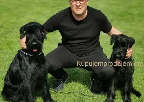 Veliki Crni Snaucer štenci - 4/15