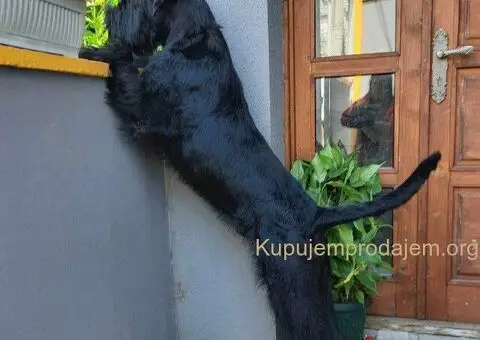 Veliki Crni Snaucer štenci - 7/15