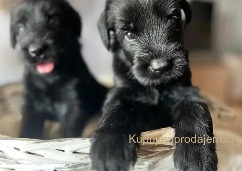 Veliki Crni Snaucer štenci - 9/15