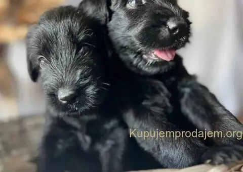 Veliki Crni Snaucer štenci - 10/15