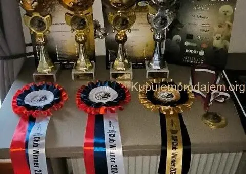 Veliki Crni Snaucer štenci - 11/15