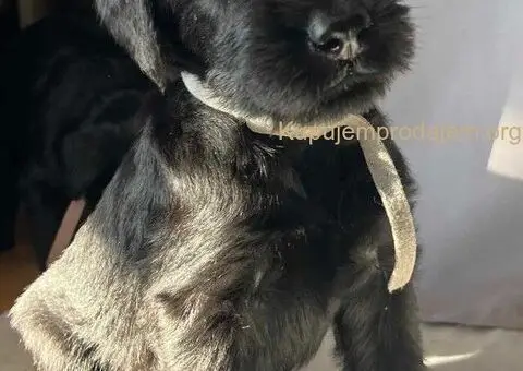 Veliki Crni Snaucer štenci - 12/15