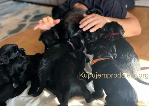 Veliki Crni Snaucer štenci - 13/15