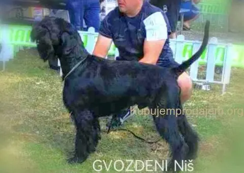 Veliki Crni Snaucer štenci - 14/15