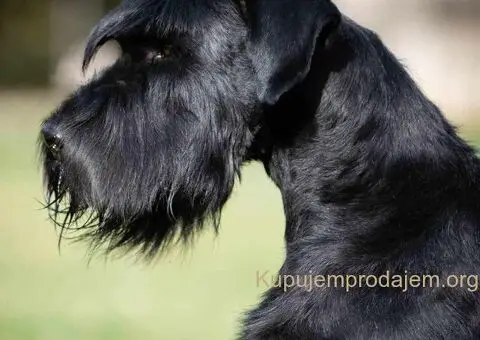 Veliki Crni Snaucer štenci - 15/15