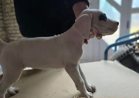 Na prodaju štenci Dogo Argentino - 1/5